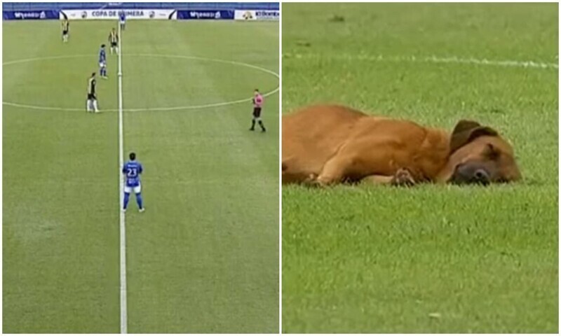 Спящая собака прервала футбольный матч в Парагвае