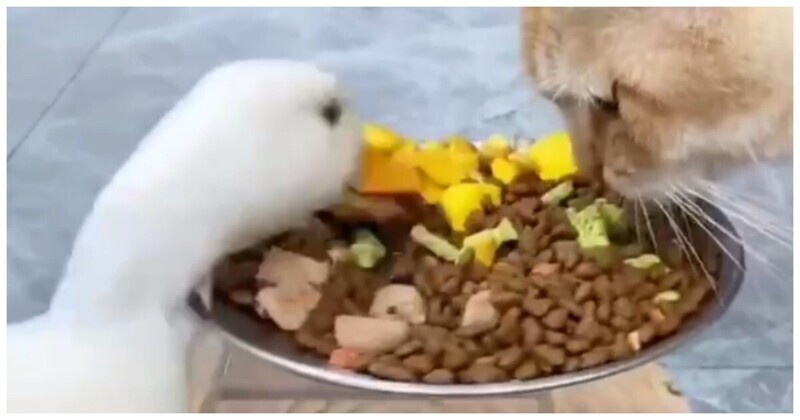 Проворная утка объедает кошку