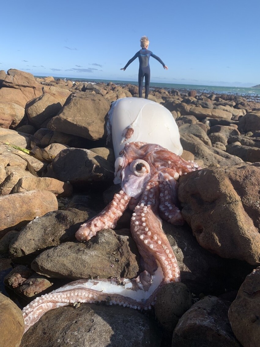 На берег Кейптауна выбросило редкого гигантского кальмара