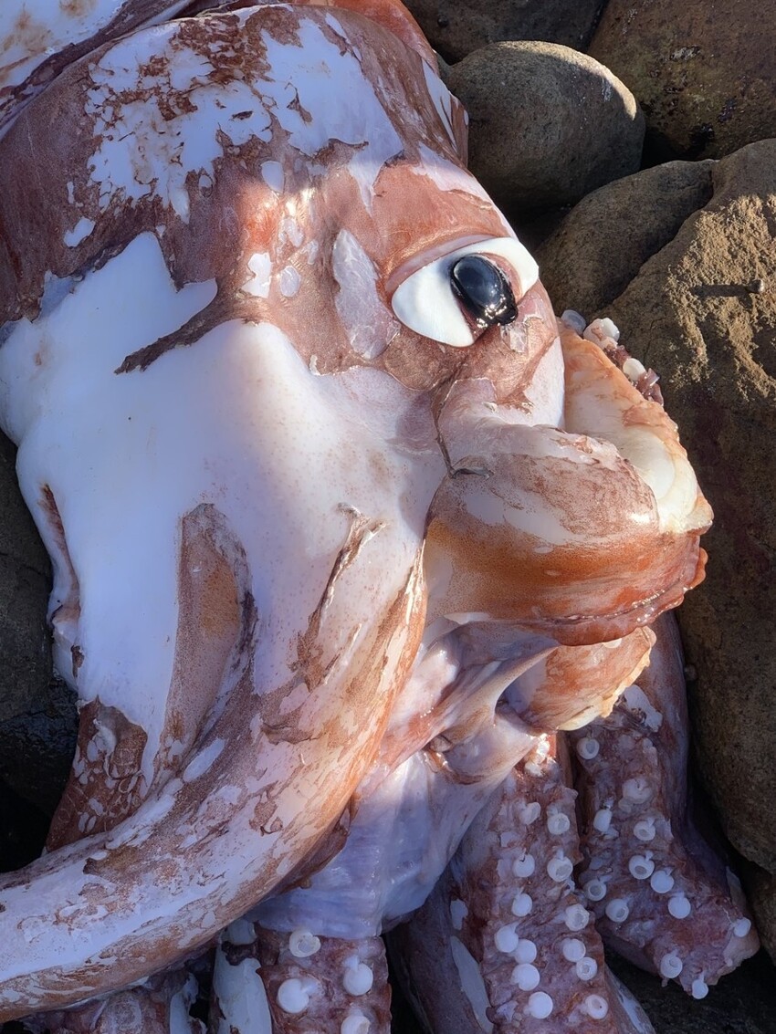 На берег Кейптауна выбросило редкого гигантского кальмара