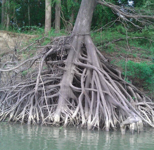 Корень дерева, обнаженный течением реки