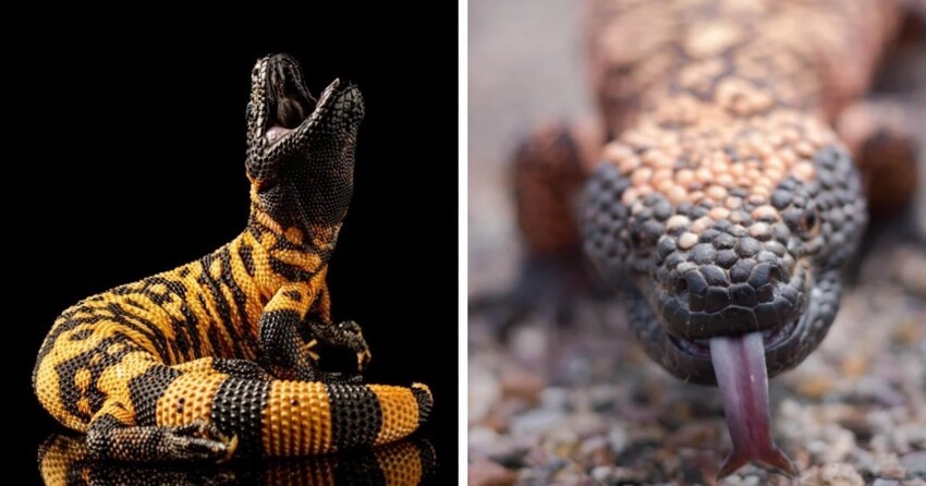Фантастические твари: 18 необычных рептилий