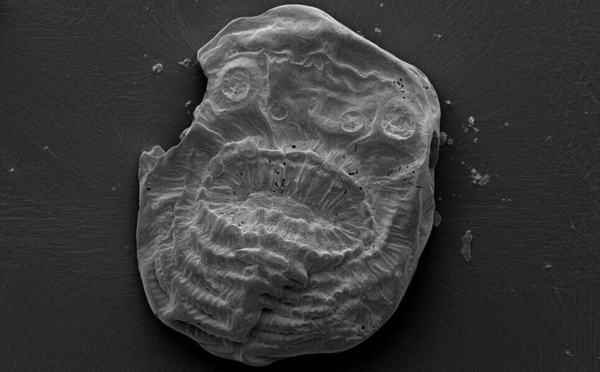 Не картошка и не микроб: ученые нашли странного хищника из кембрийского периода