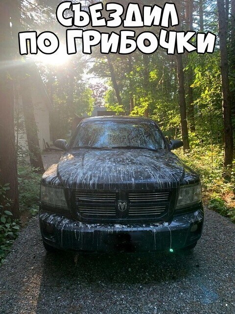 Автовсячина