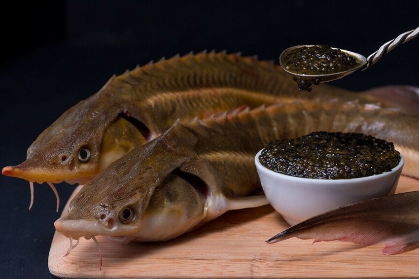 15 видов рыбьей икры, которую едят в России
