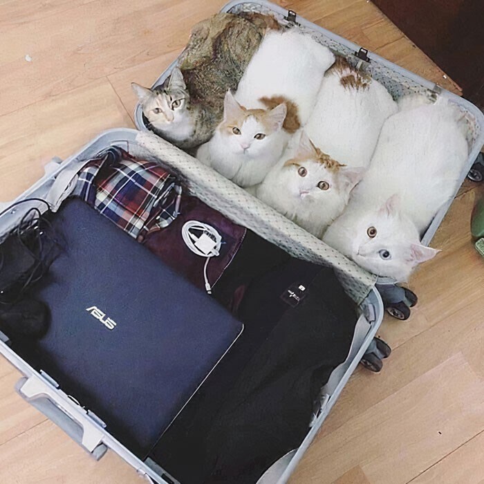 Не забудьте упаковать своих котиков