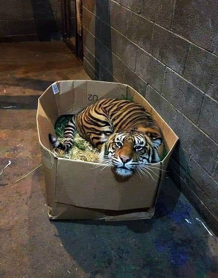 Все кошки любят коробки!