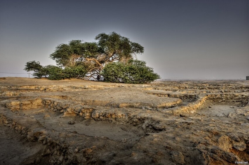 Древо жизни (Шаджарат-аль-Хайат) в Бахрейне - это дерево Prosopis cineraria в...