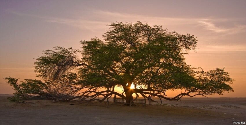 Древо жизни (Шаджарат-аль-Хайат) в Бахрейне - это дерево Prosopis cineraria в...