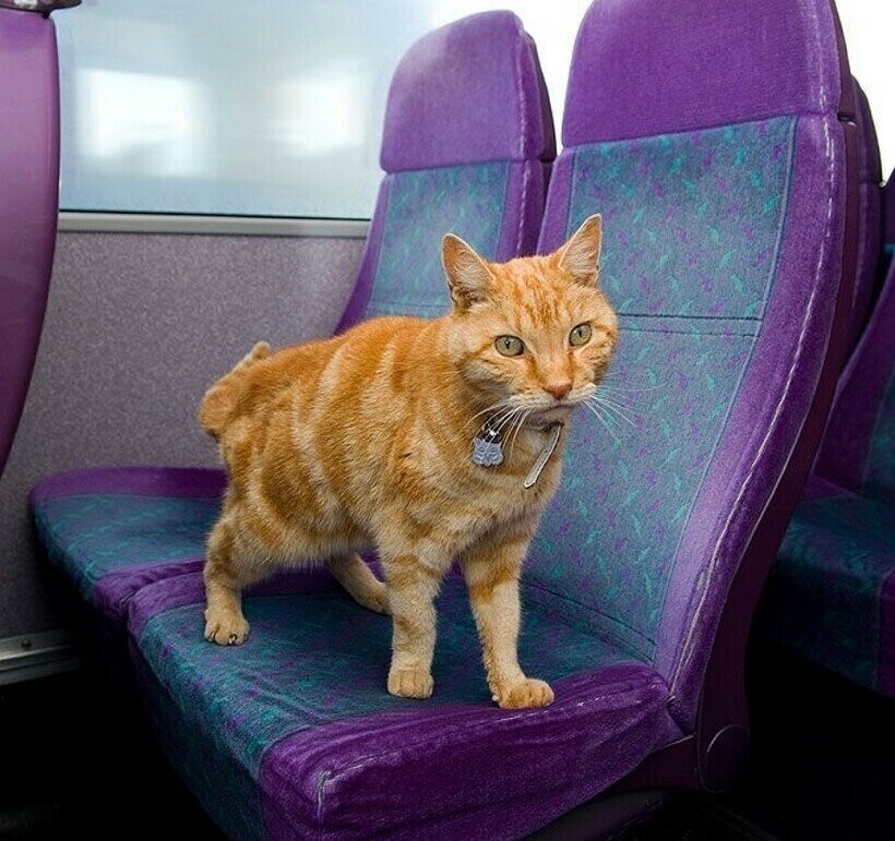 Кот, который больше пяти лет каждое утро ездит на автобусе