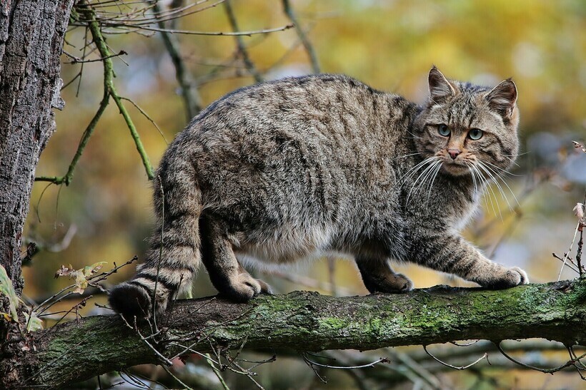 4 дикие кошки, которые живут в лесах и степях России