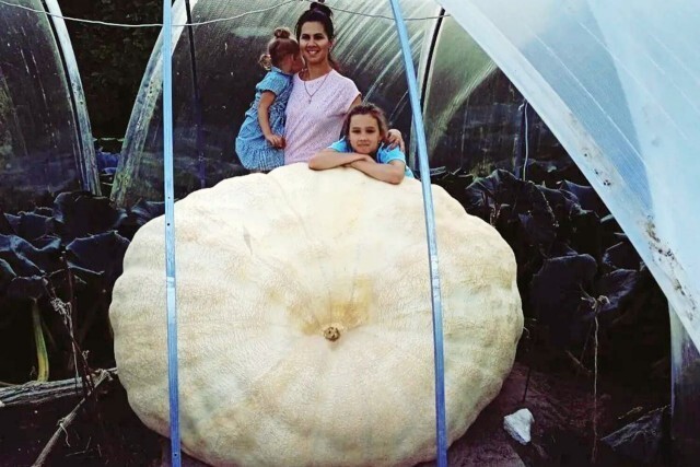Агроном из Подмосковья вырастил самую большую тыкву в России, весом 850 кг