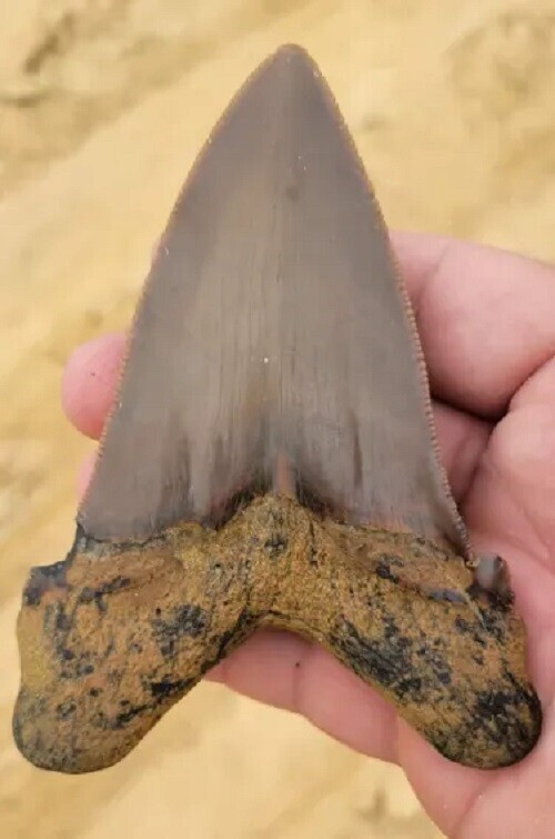 Юный палеонтолог нашел уникальный зуб доисторической акулы