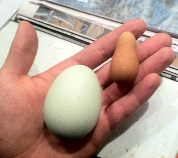 "Одна из наших кур снесла яйцо очень странной формы"