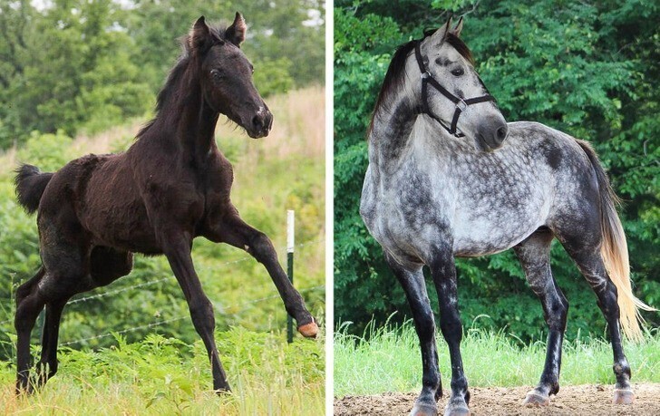 Стэнли, мой конь, родился черным как смоль. Понемногу, с годами, он стал серым в яблоках
