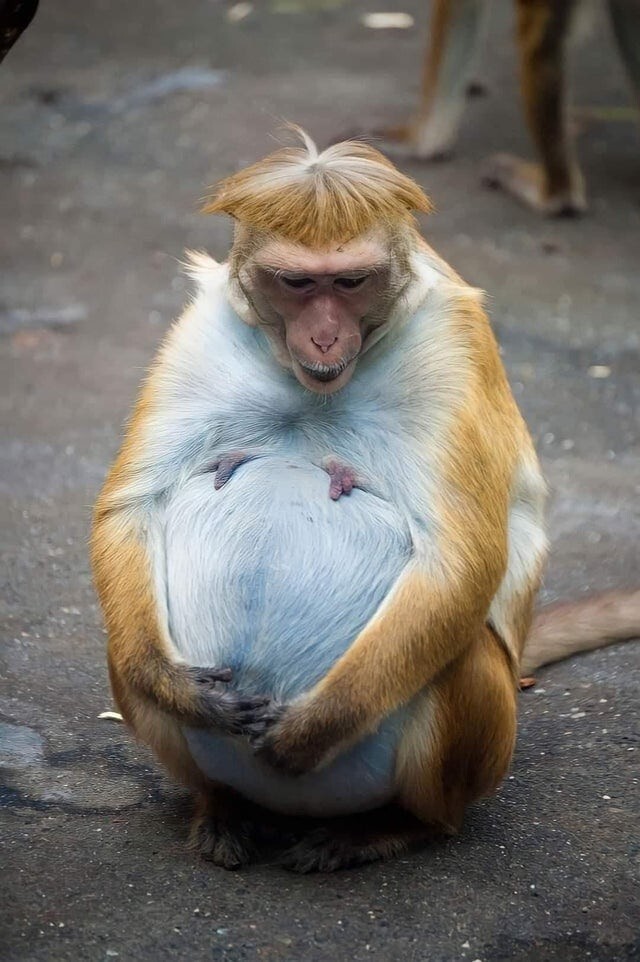 17 фотографий беременных животных, чьи животики забавляют и трогают одновременно