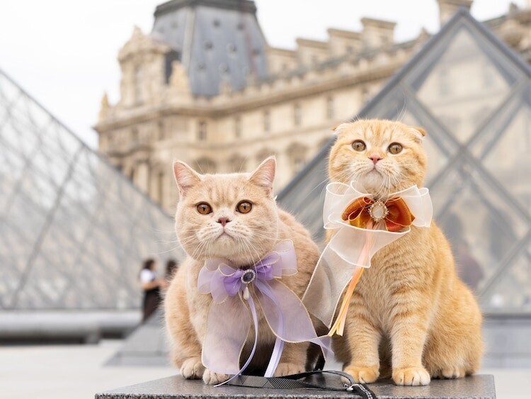 Пара путешествует по разным странам с тремя кошками