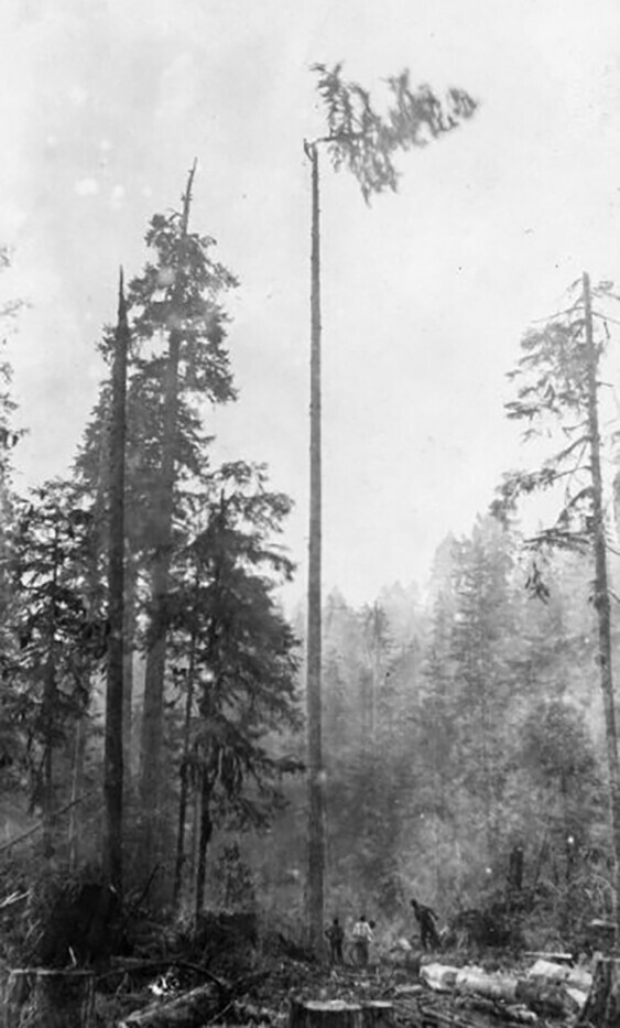 Лесоруб срезает верхушку дерева, Британская Колумбия, 1920-е