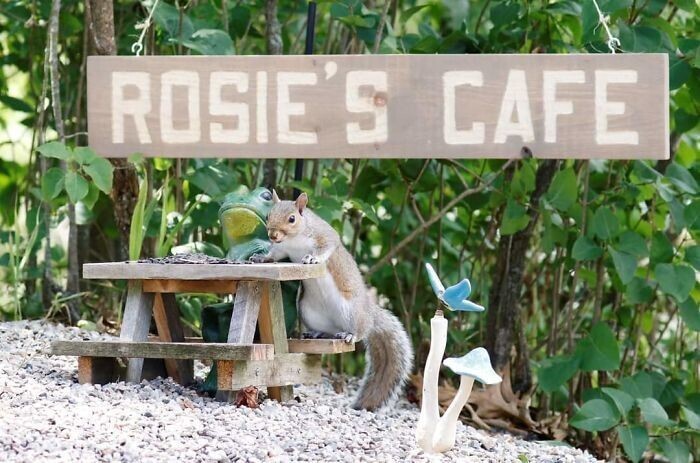 Девушка смастерила мини-кафе для грызунов - и делает милейшие фото