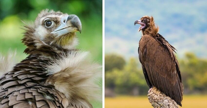 17 крупнейших птиц планеты, которые не стесняются демонстрировать мощь и силу