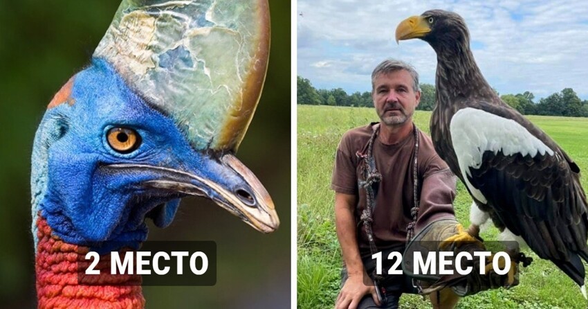 17 крупнейших птиц планеты, которые не стесняются демонстрировать мощь и силу