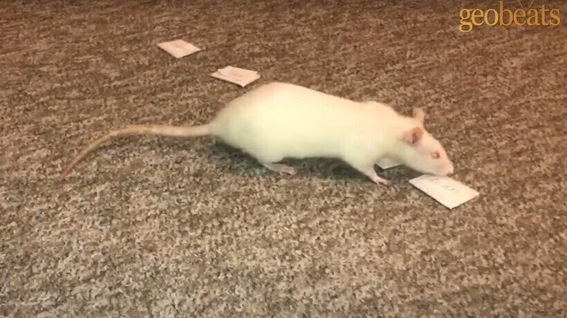 Насколько умна домашняя крыса, которую дрессировали как собаку