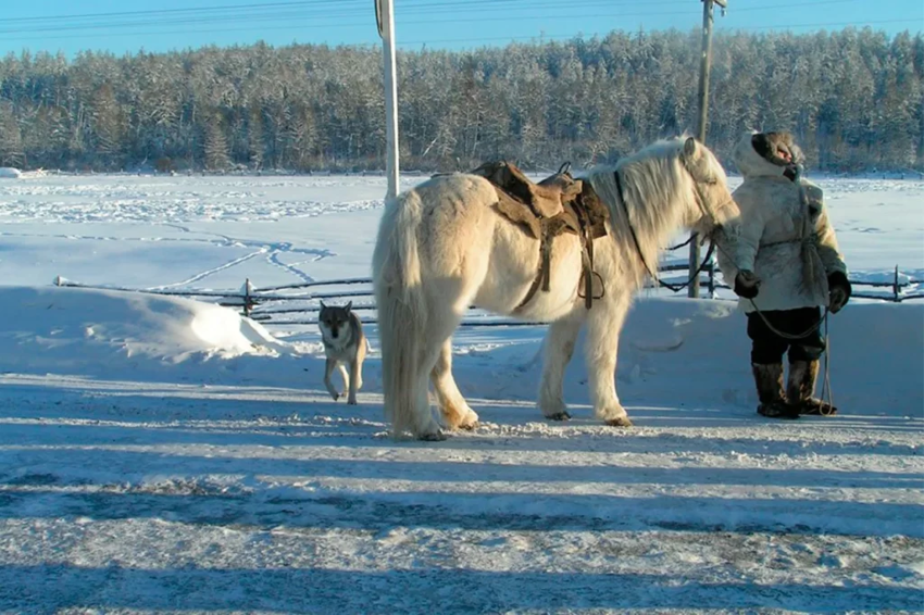 Феномен якутских лошадей. Как им удается выжить в дикой природе?