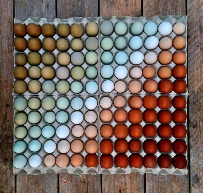 1. Натуральные цвета скорлупы яиц от разных пород кур