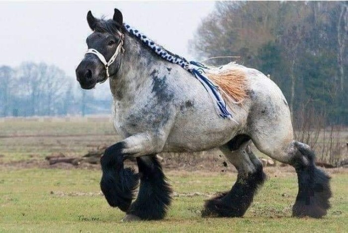 25. Арденская — одна из старейших пород тяговых лошадей