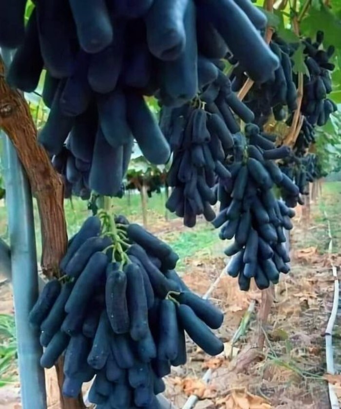 30. Черный сапфировый виноград,  такие сорта винограда выращивают на Ближнем Востоке. Это фото из Сирии