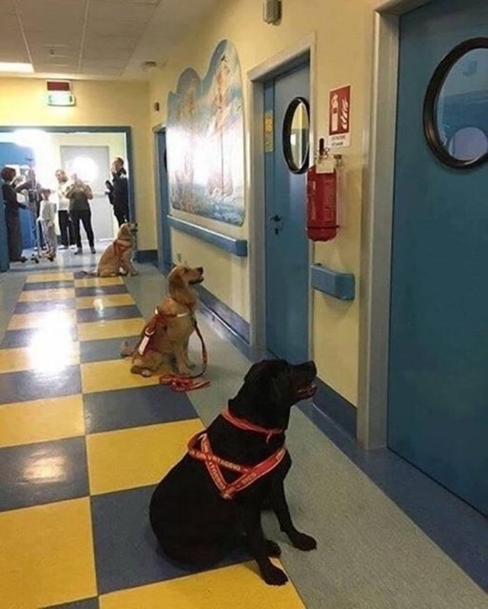 3. В детской больнице в Италии собаки-терапевты с нетерпением ждут своих детей