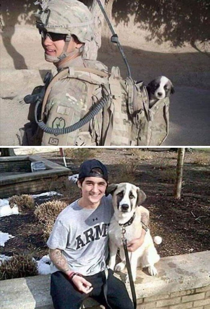 14. Солдат нашел щенка, когда воевал в другой стране, и привез его с собой домой в США
