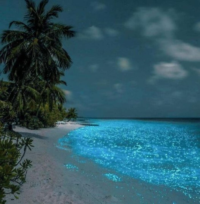 7. Биолюминесцентный фитопланктон делает фото океана похожим на кадр из научно-фантастического фильма