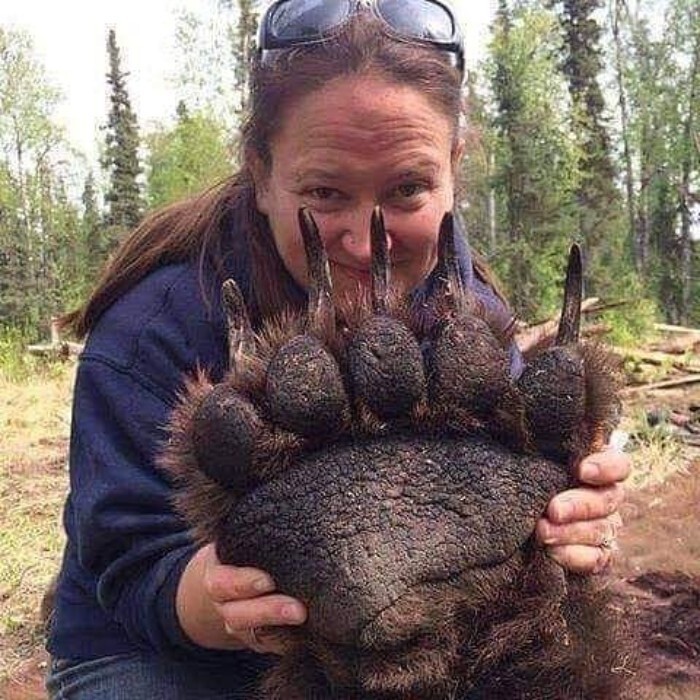 6. Огромная лапа медведя гризли (медведь жив и здоров, фото сделали после того, как его усыпили, чтобы поставить метку и отпустить на волю)