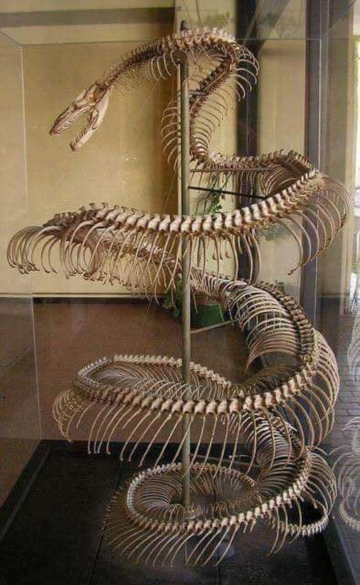 34. Скелет 8,5-метровой анаконды