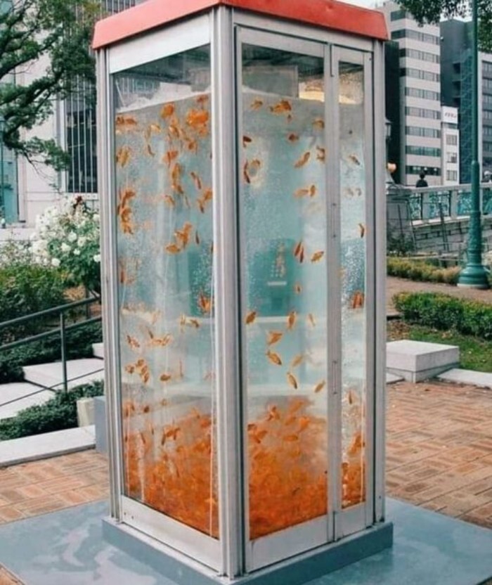 20.  На улицах Осаки, Япония, старые телефонные будки превратили в аквариумы с золотыми рыбками