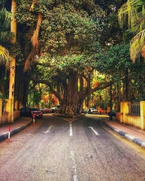 23. Знаменитое дерево Замалек, расположенное посреди улицы, ведущей к Каирской башне, было привезено из Индии по приказу хедива Исмаила и посажено в 1868 году