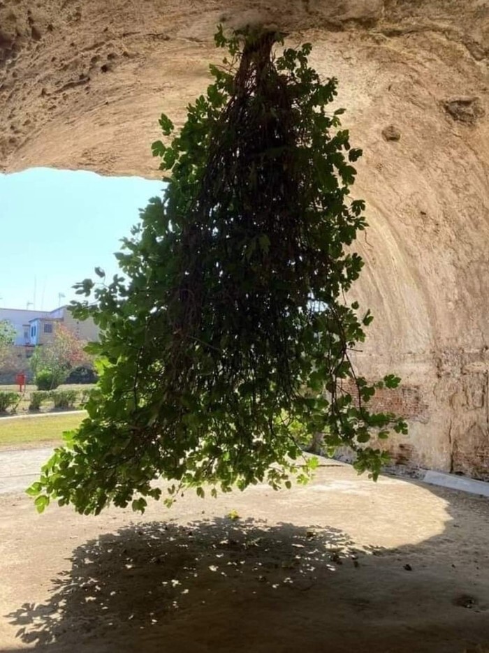 5. Перевернутая смоковница в Баколи, Италия. Никто точно не знает, как дерево оказалось там или как оно выжило, но год за годом оно продолжает расти и плодоносить