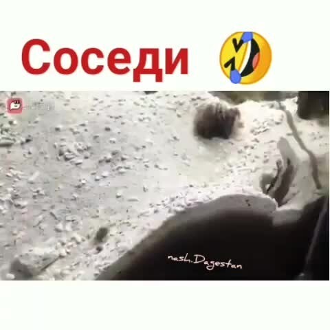 Соседи на дачах 