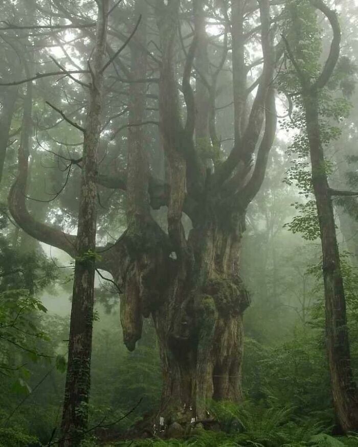 8. 800-летнее дерево в Японии
