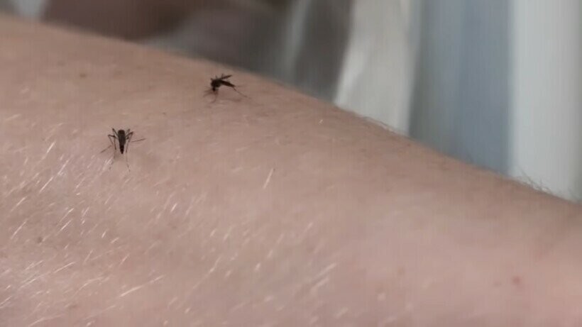 Зачем энтомологи позволяют комарам себя кусать