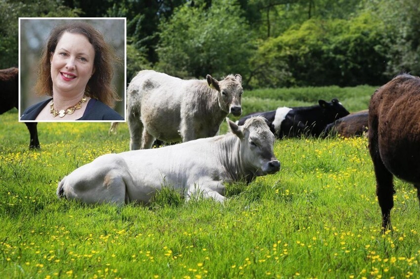 В Англии 30 коров затоптали вегетарианку