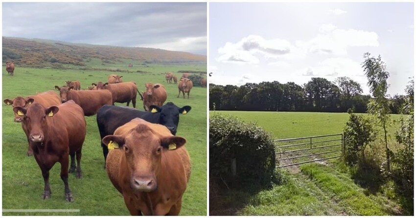 В Англии 30 коров затоптали вегетарианку