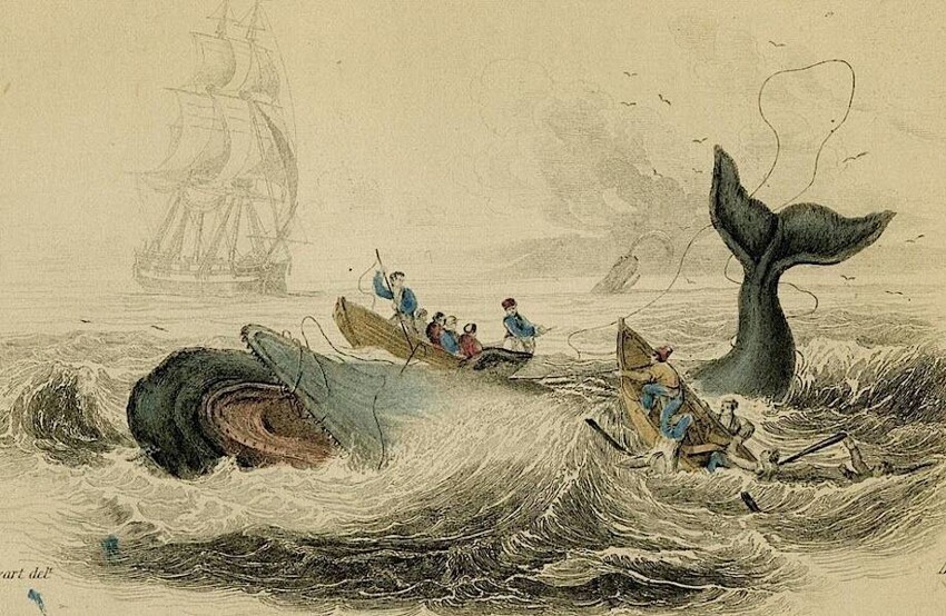 Как киты победили китобоев. Настоящая версия «Моби Дика»