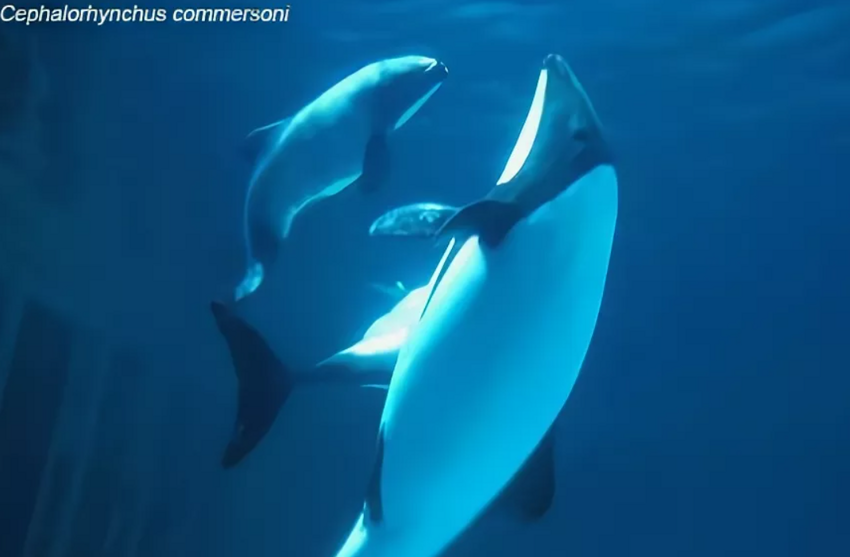 Дельфин Коммерсона: Как живёт один из самых крошечных дельфинов с расцветкой панды?
