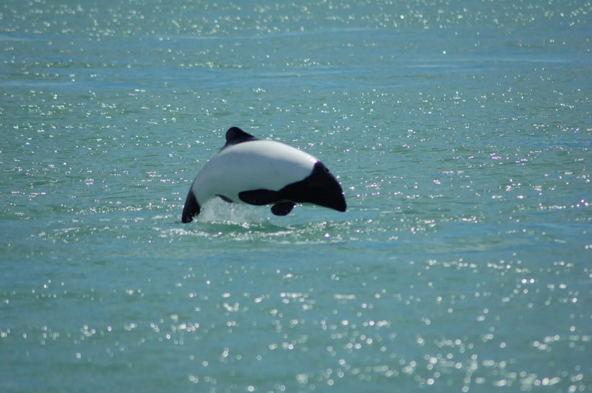 Дельфин Коммерсона: Как живёт один из самых крошечных дельфинов с расцветкой панды?