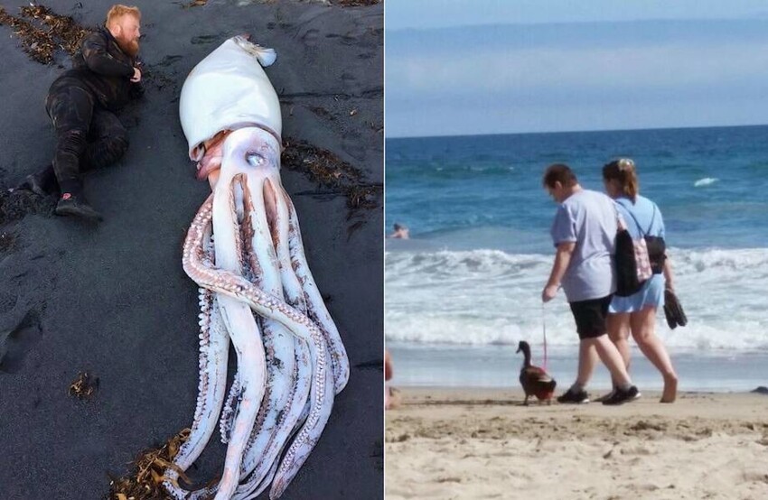 18 странных и необычных вещей и явлений, которые довелось увидеть людям на пляже