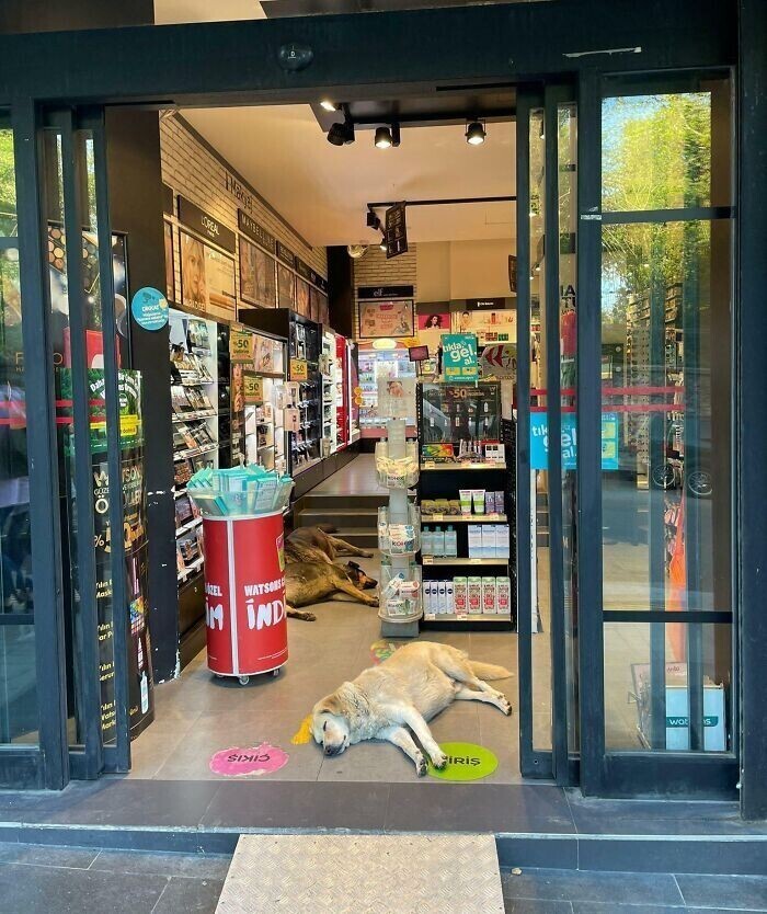 2. "Владелец магазина разрешил уличным псам спать у себя в торговом зале под кондиционерами"