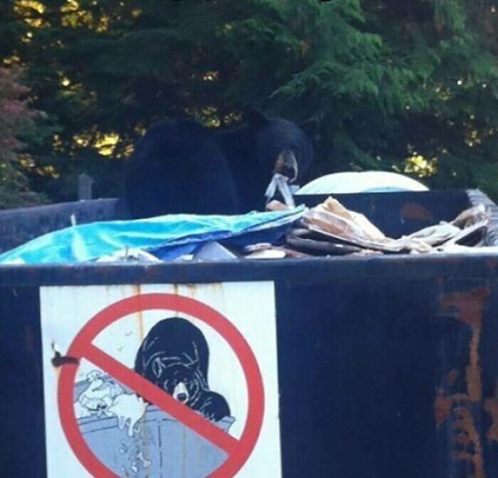 9. "Медведи в мусорный бак не допускаются"