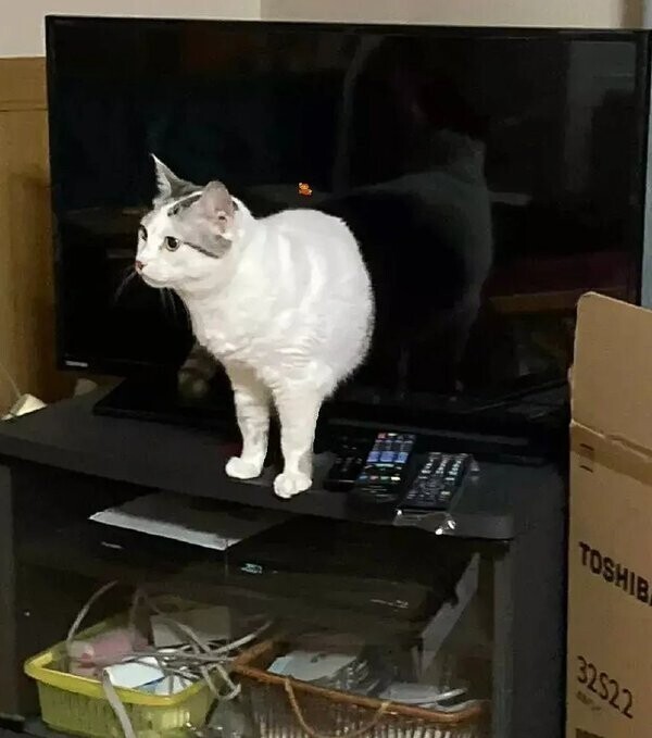 Котик вылезает из телевизора